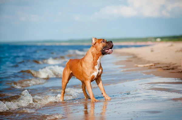 Amerikan staffordshire terrier köpek sahilde oynarken — Stok fotoğraf