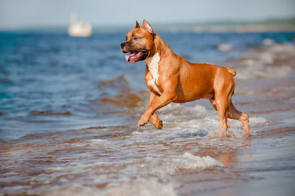 Amerikan staffordshire terrier köpek sahilde oynarken — Stok fotoğraf