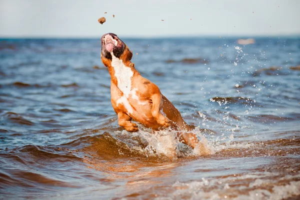 American staffordshire terrier dog playing on the beach — Stock Photo, Image