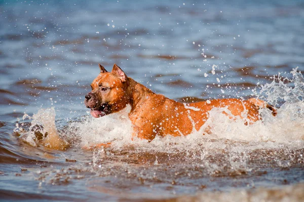 American staffordshire terrier cão brincando na praia — Fotografia de Stock