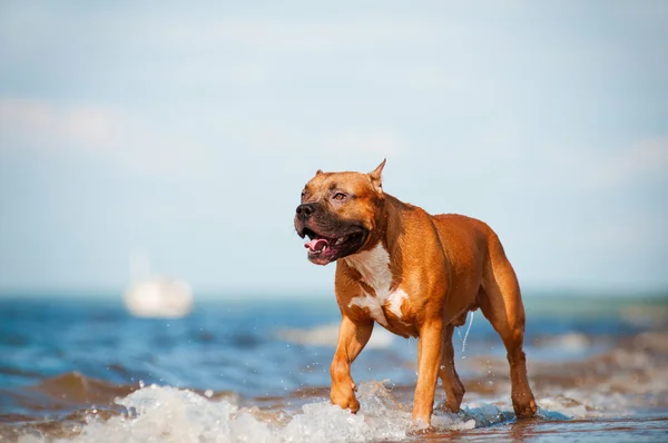 अमेरिकन स्टॅफर्डशायर टेरियर कुत्रा समुद्रकिनारावर खेळत — स्टॉक फोटो, इमेज
