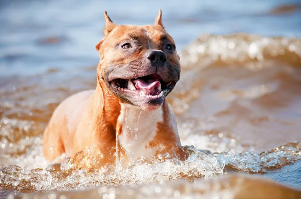 American staffordshire terrier pies gra na plaży — Zdjęcie stockowe