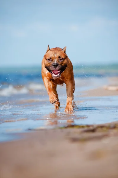 American staffordshire terrier dog playing on the beach — Stock Photo, Image
