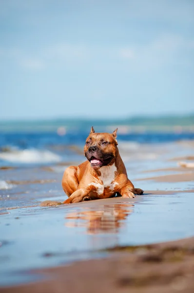 American staffordshire terrier cão brincando na praia — Fotografia de Stock