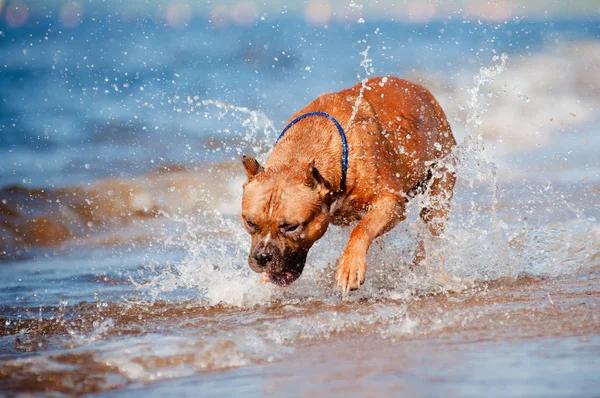 American staffordshire terrier perro jugando en la playa — Foto de Stock