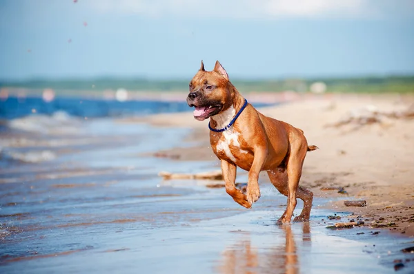 Amerikan staffordshire terrier köpek sahilde oynarken — Stok fotoğraf