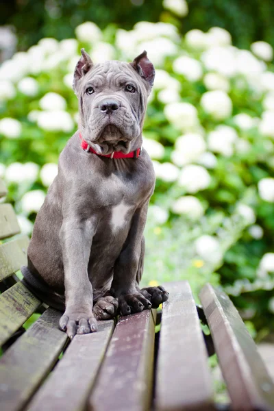 愛らしい杖コルソ子犬 — ストック写真