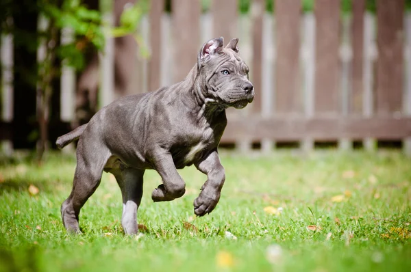 Adorable cane corso puppy — Stock Photo, Image