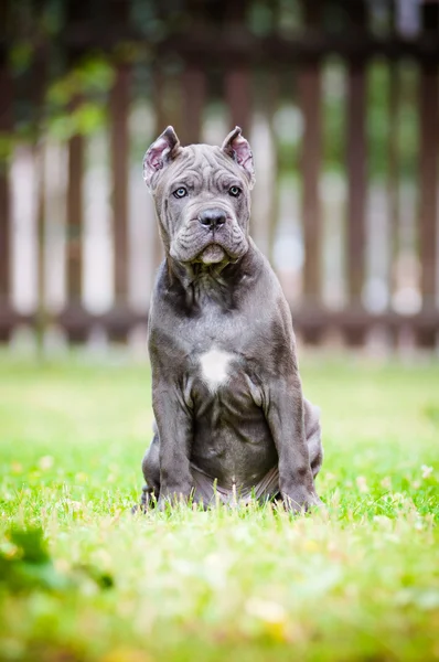 愛らしい杖コルソ子犬 — ストック写真