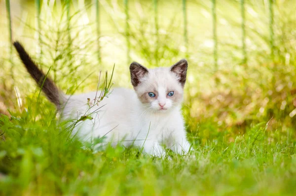 Прекрасный сиамский котенок на открытом воздухе — стоковое фото