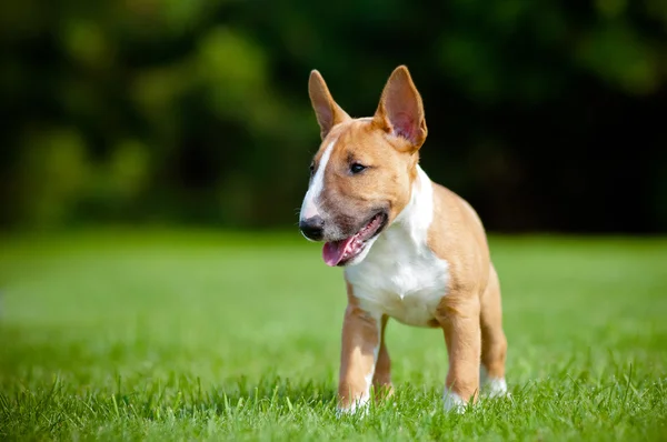 Chiot terrier taureau miniature rouge — Photo