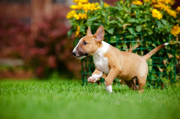 Röd miniatyr bullterrier valp — Stockfoto