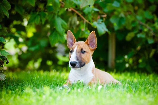 赤いミニチュア ・ ブル ・ テリアの子犬 — ストック写真
