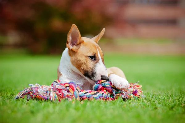 Red miniature bull terrier puppy — Stock Photo, Image