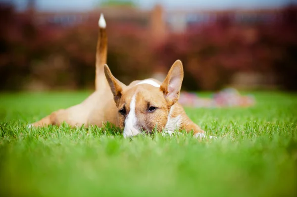 Chiot terrier taureau miniature rouge — Photo