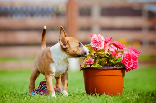 Roter Miniatur Bullterrier Welpe — Stockfoto