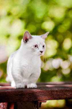 açık havada cimcime yavru kedi