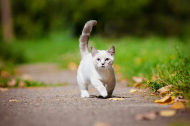 açık havada cimcime yavru kedi