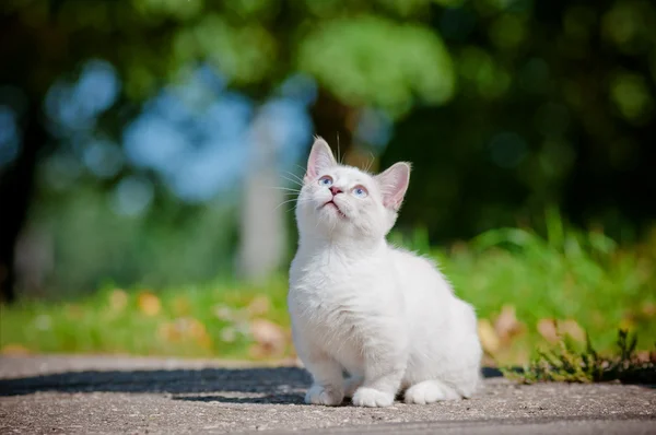 Манчкин котенок на открытом воздухе — стоковое фото