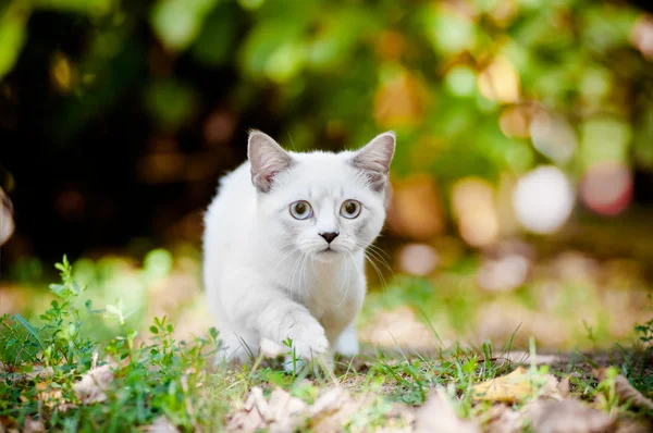 Munchkin kitten outdoors — Stock Photo, Image