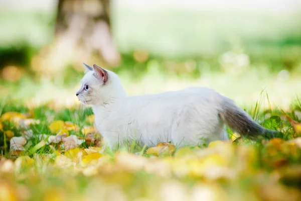 Munchkin kitten outdoors — Stock Photo, Image