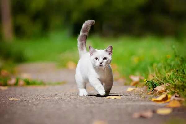 Манчкин котенок на открытом воздухе — стоковое фото