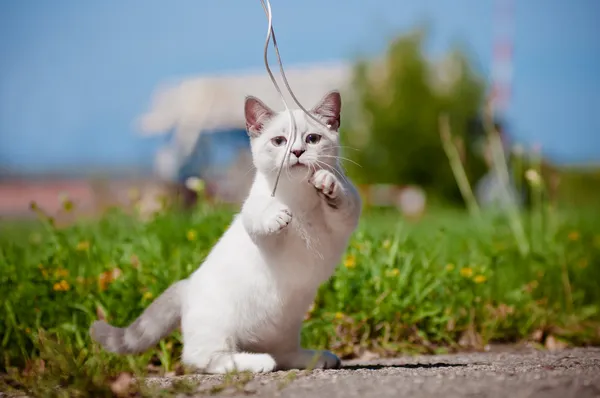 Манчкин котенок на открытом воздухе — стоковое фото