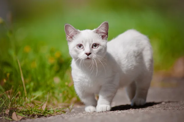 Munchkin kitten outdoors — Stock Photo, Image