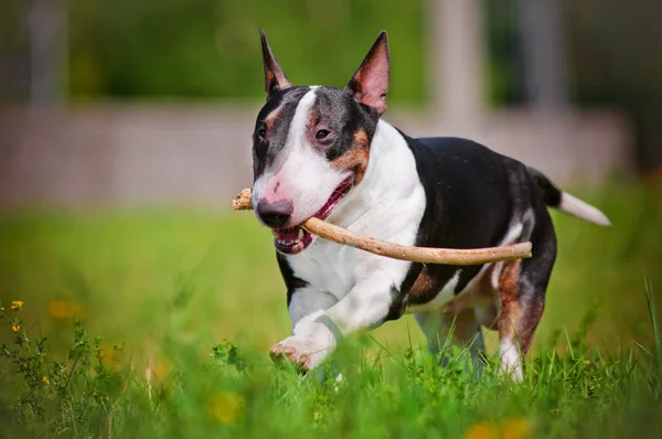 English bull terrier dog playing with a stick — Stock Photo, Image