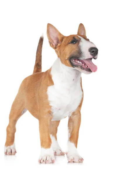 Engelsk bullterrier valp — Stockfoto