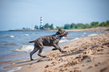 Cane corso köpek sahilde
