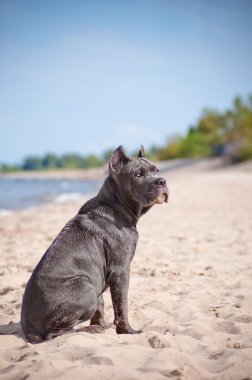 Cane corso köpek sahilde
