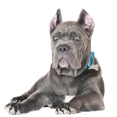 beyaz izole mavi cane corso köpek yavrusu
