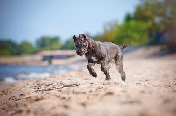 Cane corso puppy on the beach — Stock Photo, Image