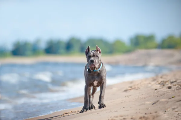 Canne corso chiot sur la plage — Photo