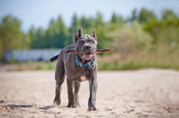 Cane corso cachorro en la playa — Foto de Stock