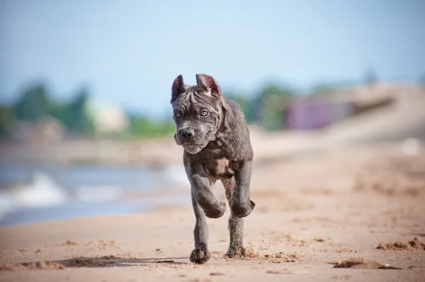 Canne corso chiot sur la plage — Photo