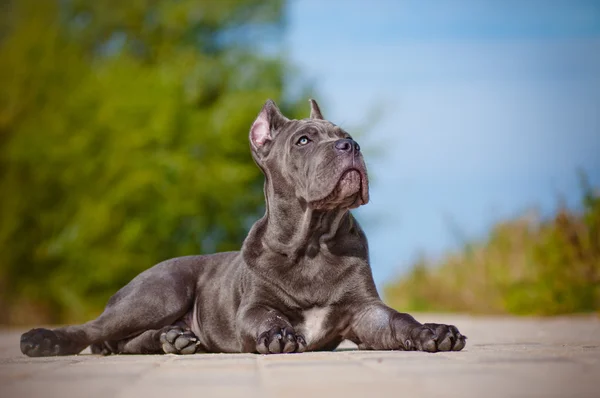 Cachorrinho de cana corso — Fotografia de Stock