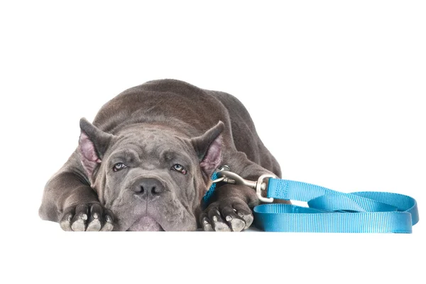 Blauwe cane corso pup geïsoleerd op wit — Stockfoto