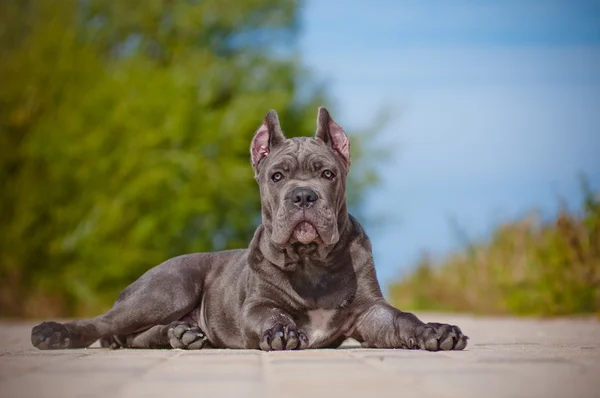 Cane corso szczeniak — Zdjęcie stockowe