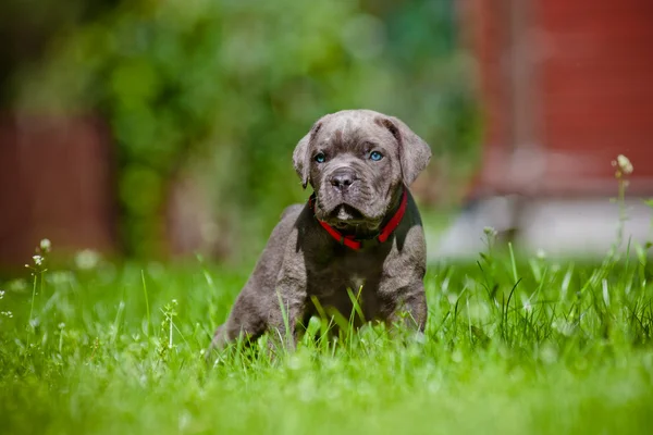 杖コルソ子犬 — ストック写真