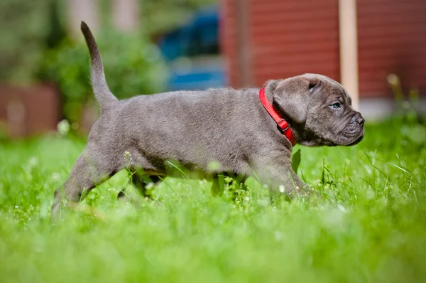 Cane corso köpek yavrusu — Stok fotoğraf