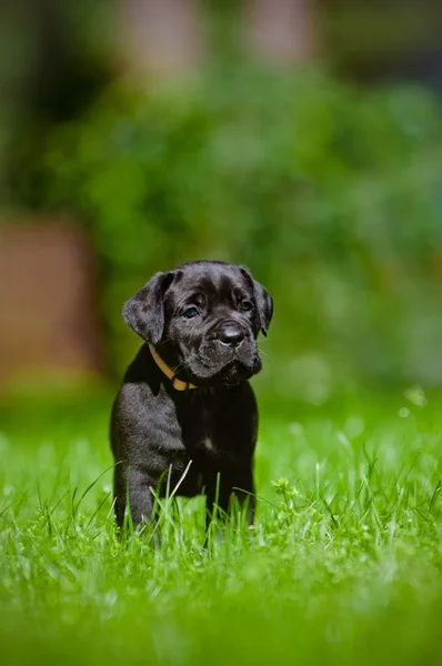 杖コルソ子犬 — ストック写真