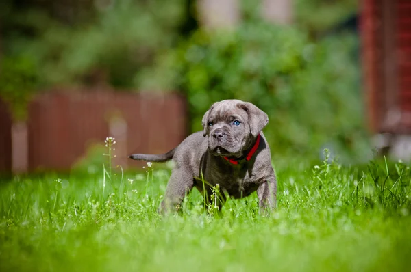 Cachorrinho de cana corso — Fotografia de Stock