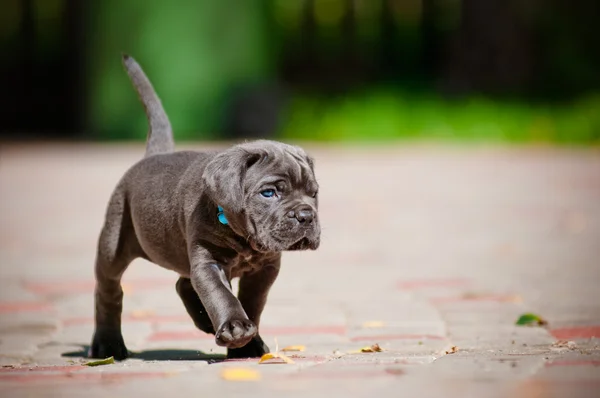 Cachorrinho de cana corso — Fotografia de Stock