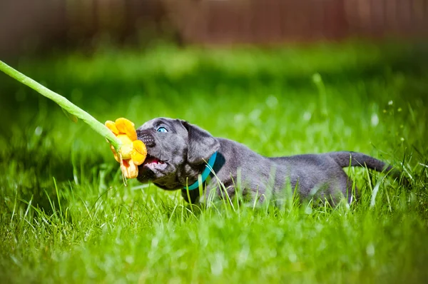 지팡이 corso 강아지 — 스톡 사진