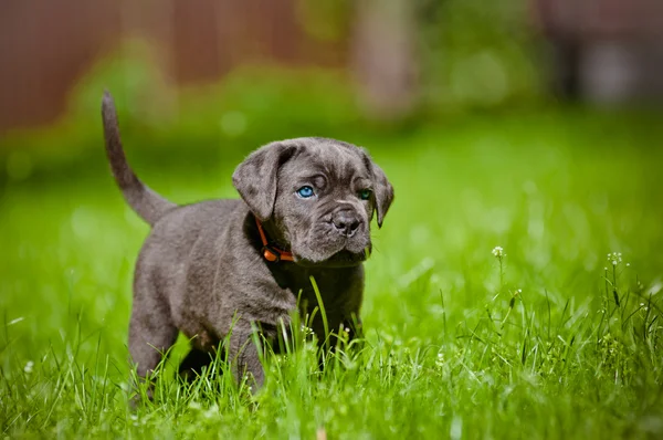 Bastón corso cachorro — Foto de Stock
