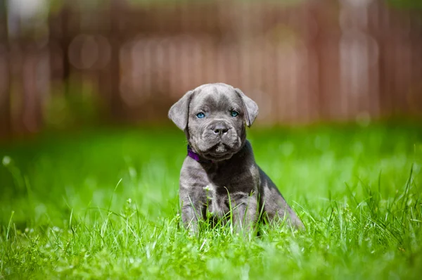 Cachorrinho de cana corso — Fotografia de Stock