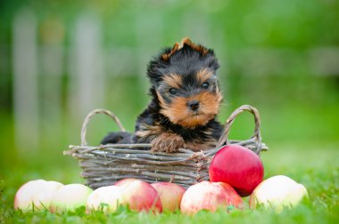 açık havada çok güzel mini yorkshire terrier köpek yavrusu