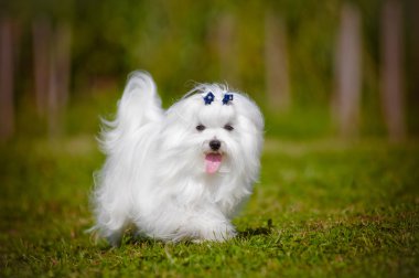 Malta köpeği açık havada
